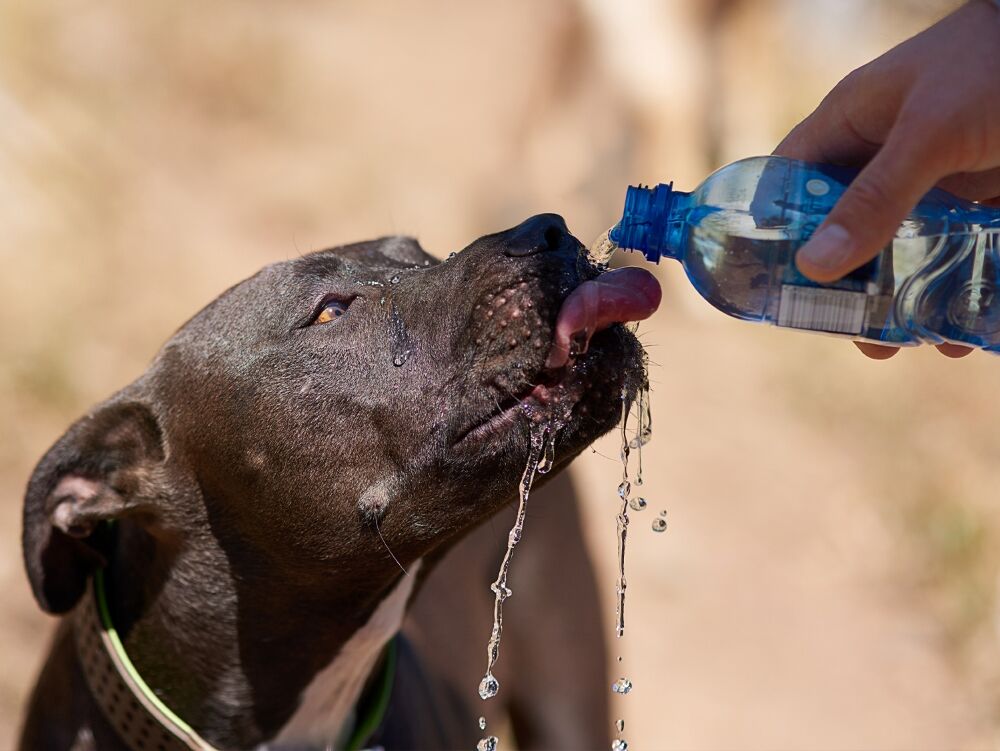 Dog exhausted from heat and drinking water